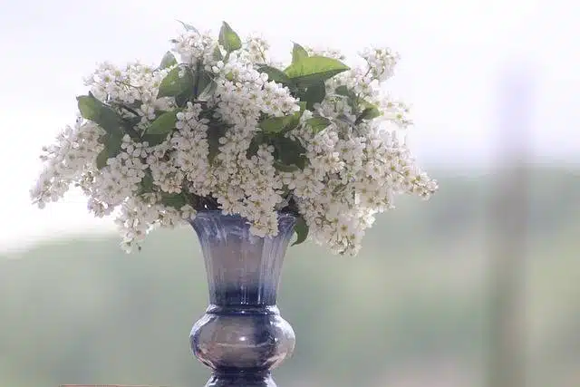 Bouquet de fleurs blanches